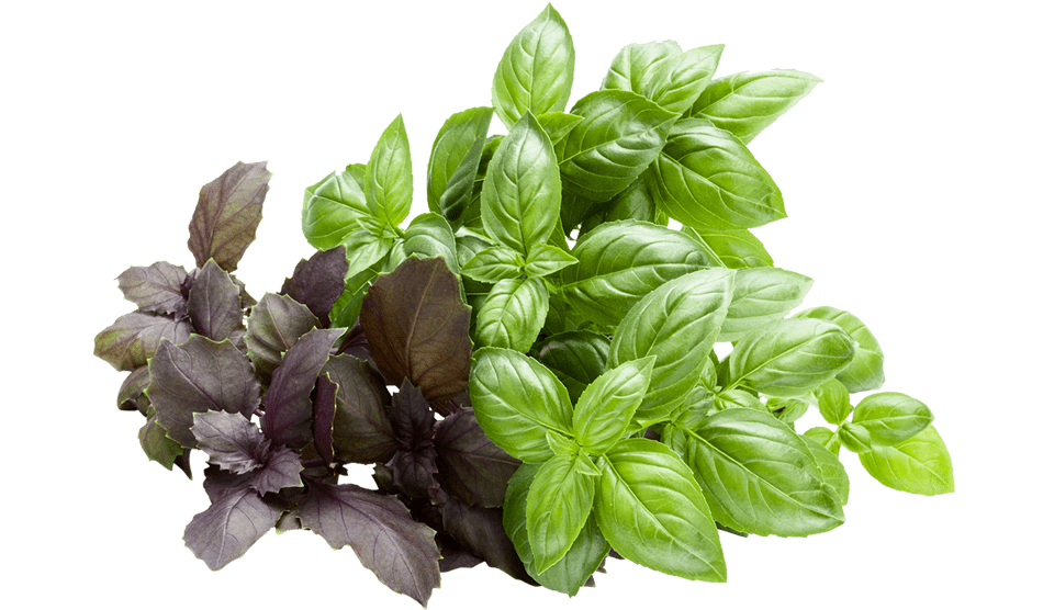 Natural Ayurvedic Health Products